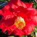 The camellias have been spectacular at Hampton Park. by congaree