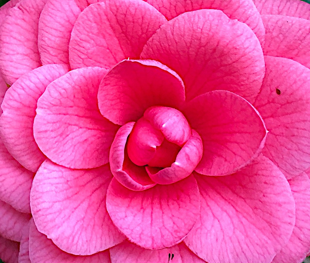 Camellia, the royalty of flowers. by congaree