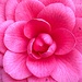 Camellia, the royalty of flowers. by congaree
