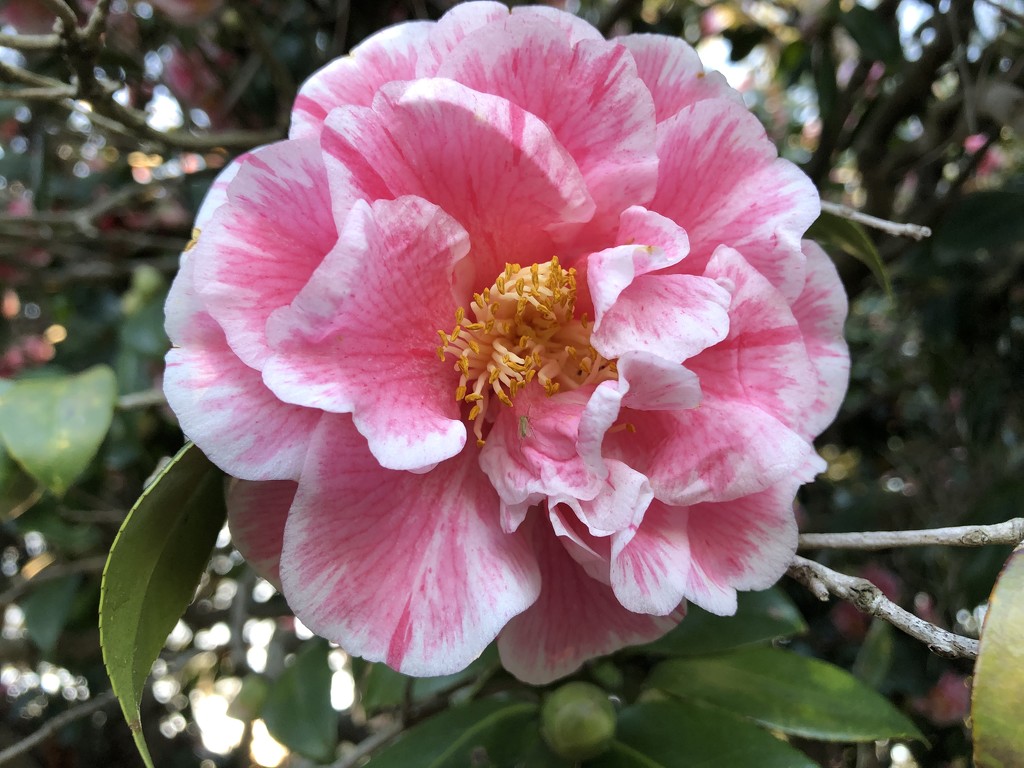 Beautiful camellias  by congaree