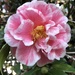 Beautiful camellias  by congaree