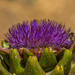 Artichoke flower by gosia