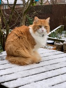 28th Feb 2020 - Billy 'enjoying' the snow...