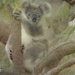 Texture series 7 by koalagardens
