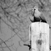 Doves? Or Lovebirds? :-) by bjywamer