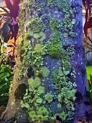 29th Feb 2020 - Colourful Lichen on a Tree Trunk ~  