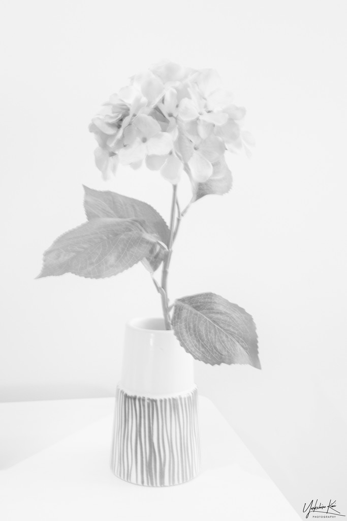 Hydrangea stem by yorkshirekiwi
