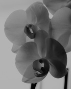 27th Feb 2020 - February 27: White Orchid