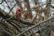 27th Feb 2020 - Cardinal on a Cold Day