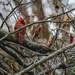 Cardinal on a Cold Day by marylandgirl58