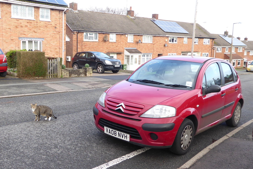 Thr cat and the car by speedwell