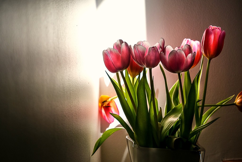 Tulips in a sliver of sun by caterina