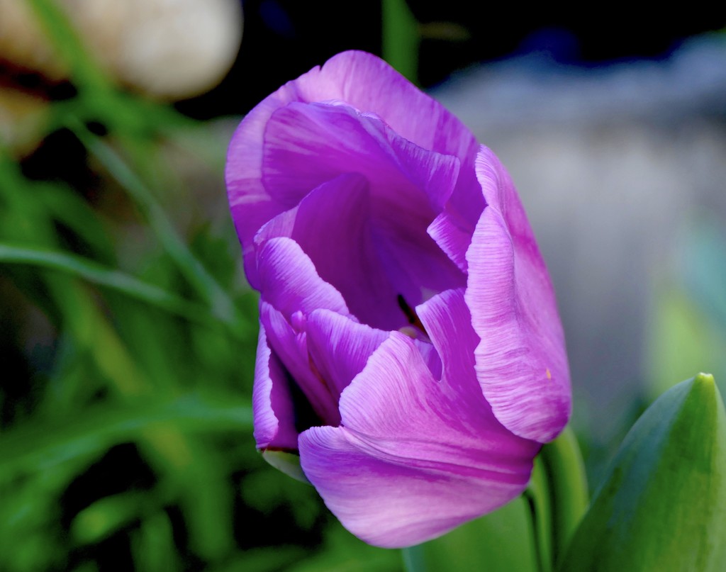 Another Garden Tulip by redy4et