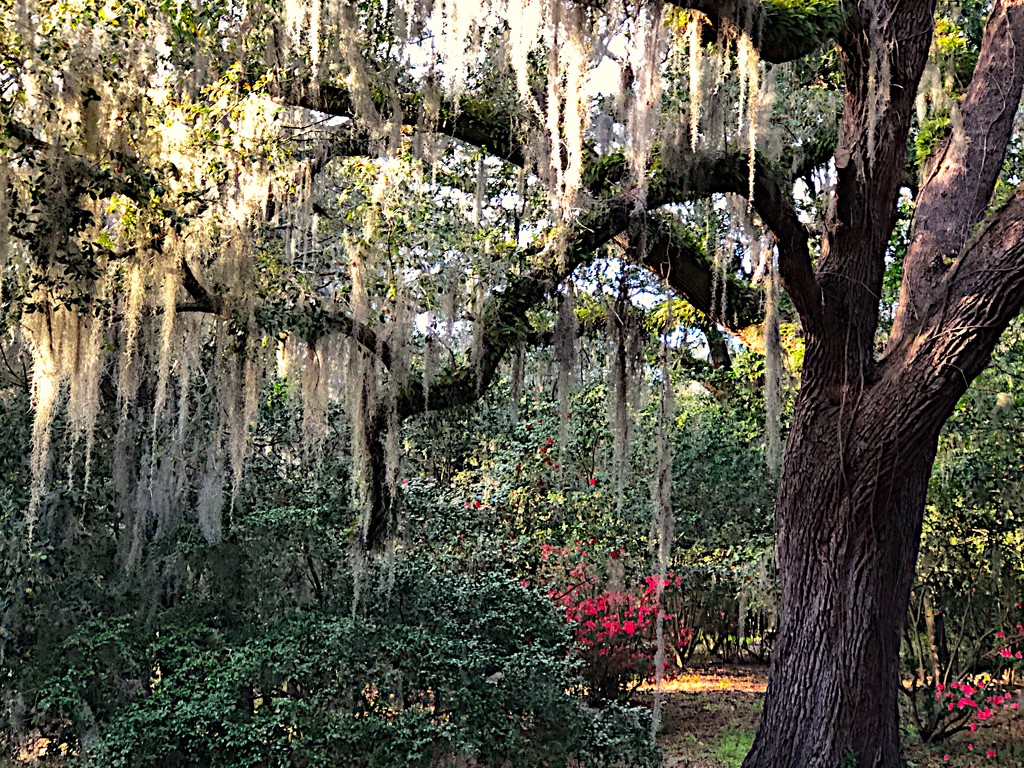 Live oak, moss and azaleas in bloom at the state park by congaree