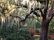 29th Feb 2020 - Live oak, moss and azaleas in bloom at the state park