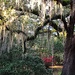 Live oak, moss and azaleas in bloom at the state park by congaree