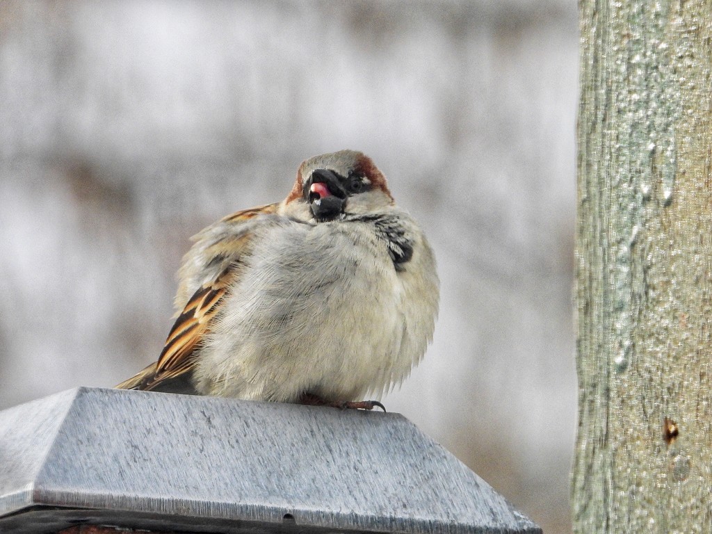 Sparrow with an attitude  by amyk