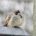Sparrow with an attitude  by amyk