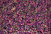 28th Feb 2020 - Pink, purple and green scarf