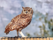 29th Feb 2020 - Spotted Eagle Owl