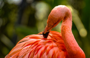 28th Feb 2020 - Flamingo Friday '20 08