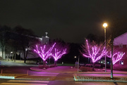17th Jan 2020 - Pink trees on Papinkatu Street in Kerava
