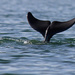 Dolphin fun by flyrobin