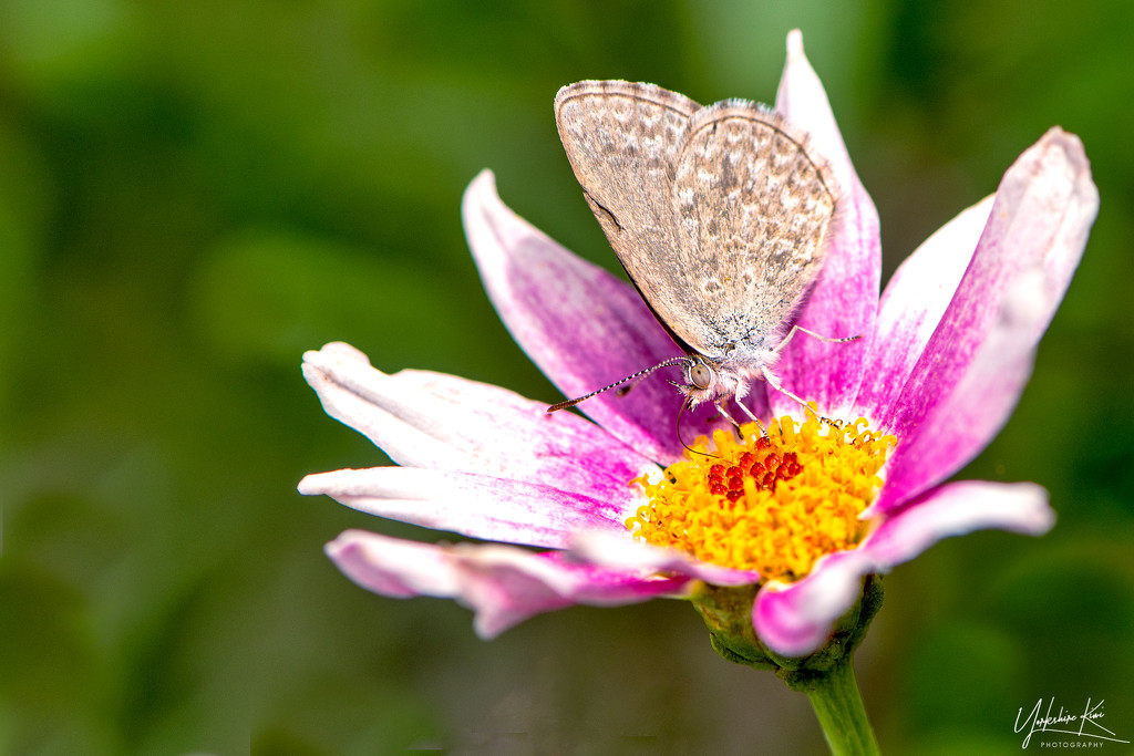 Little Butterfly Little Daisy by yorkshirekiwi