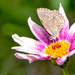Little Butterfly Little Daisy by yorkshirekiwi