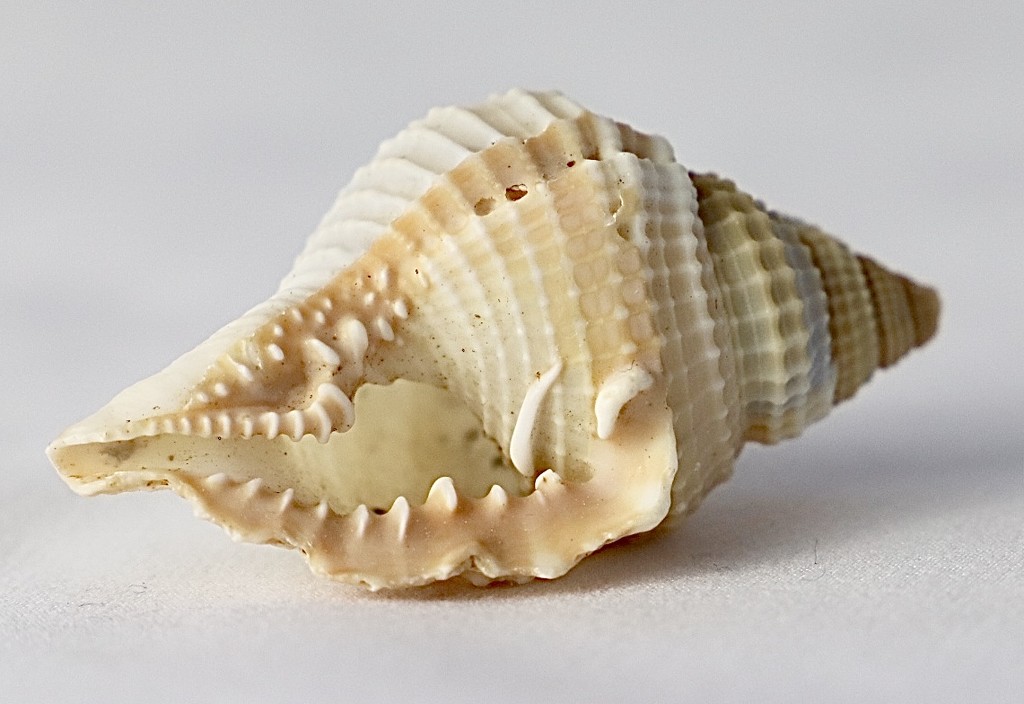Shell by carole_sandford