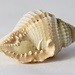 Shell by carole_sandford