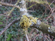 25th Feb 2020 - Lichen