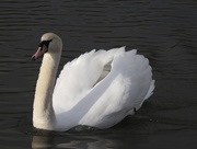 26th Feb 2020 - Swan