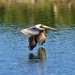 A male Brown Pelican, wings down by louannwarren