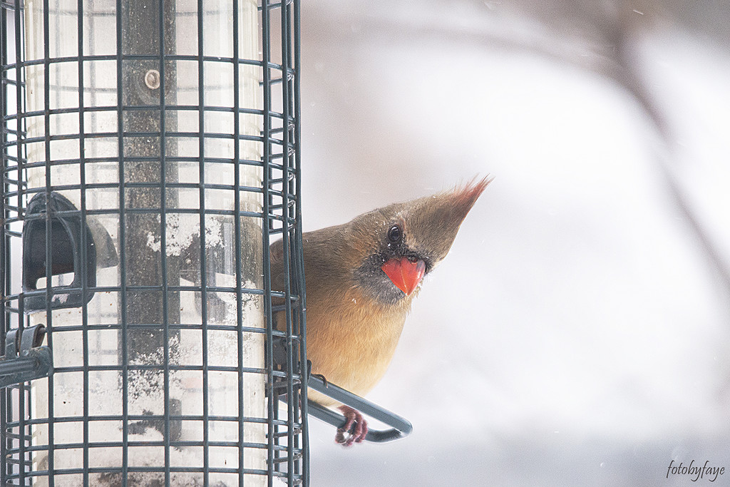 Peek-a-boo Cardinal! by fayefaye