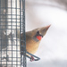 Peek-a-boo Cardinal! by fayefaye