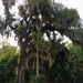 Florida Tree by wilkinscd