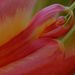 Tulip ........... by ziggy77