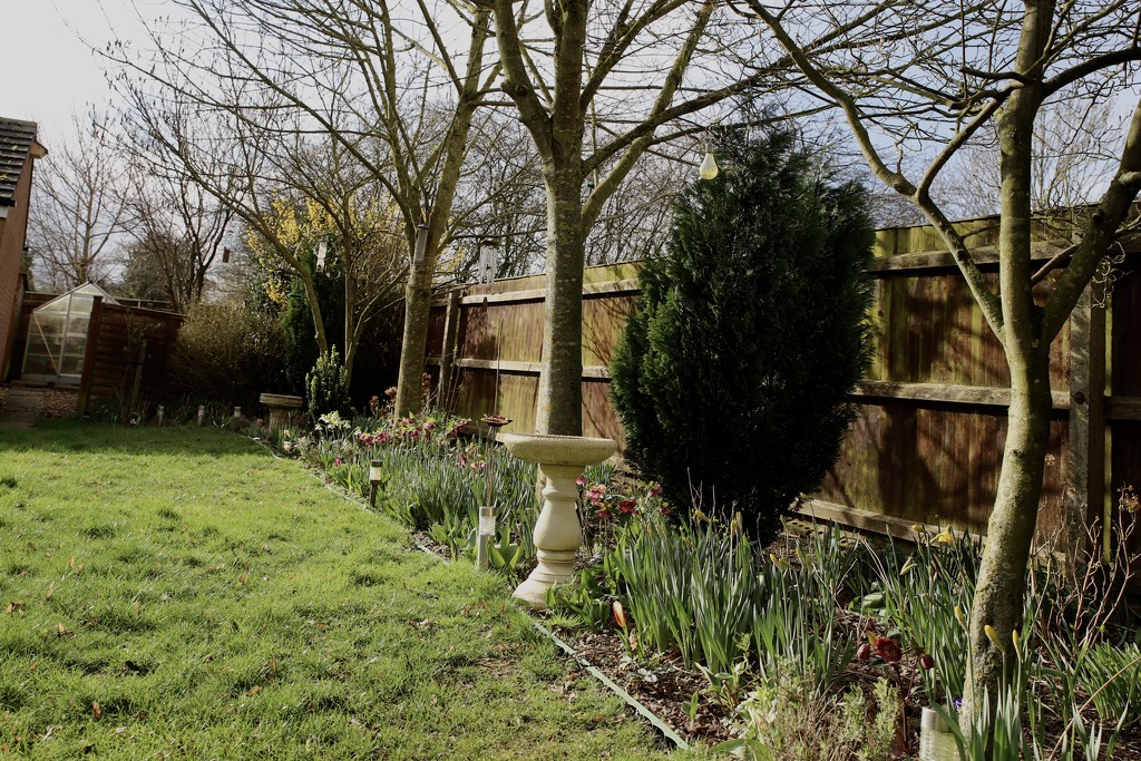 My Garden February 2020 by phil_sandford