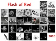 29th Feb 2020 - Flash of Red 2020