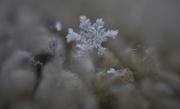 29th Feb 2020 - Day 60: Snow Squalls ! 