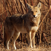 29th Feb 2020 - coyote 