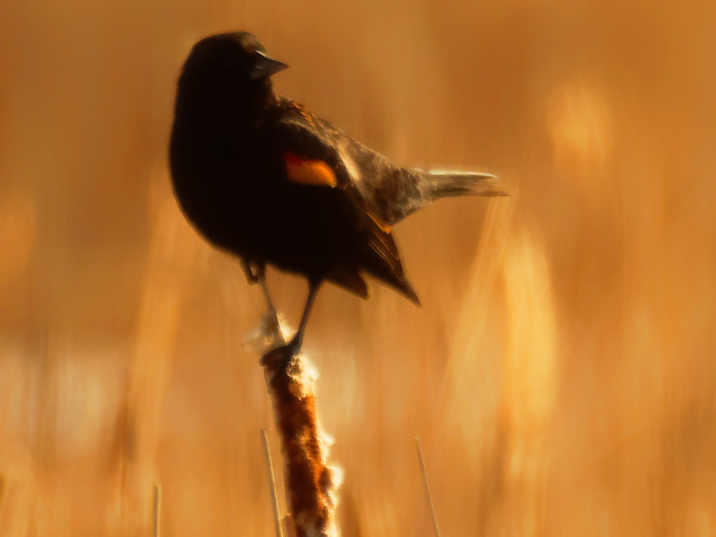 red-winged blackbird by rminer