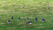 29th Feb 2020 - Geese - having a stopover