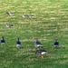 Geese - having a stopover by frequentframes