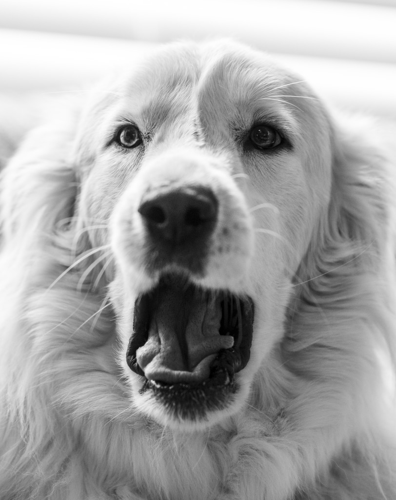 Lion or Great Pyrenees Yawning? by epcello