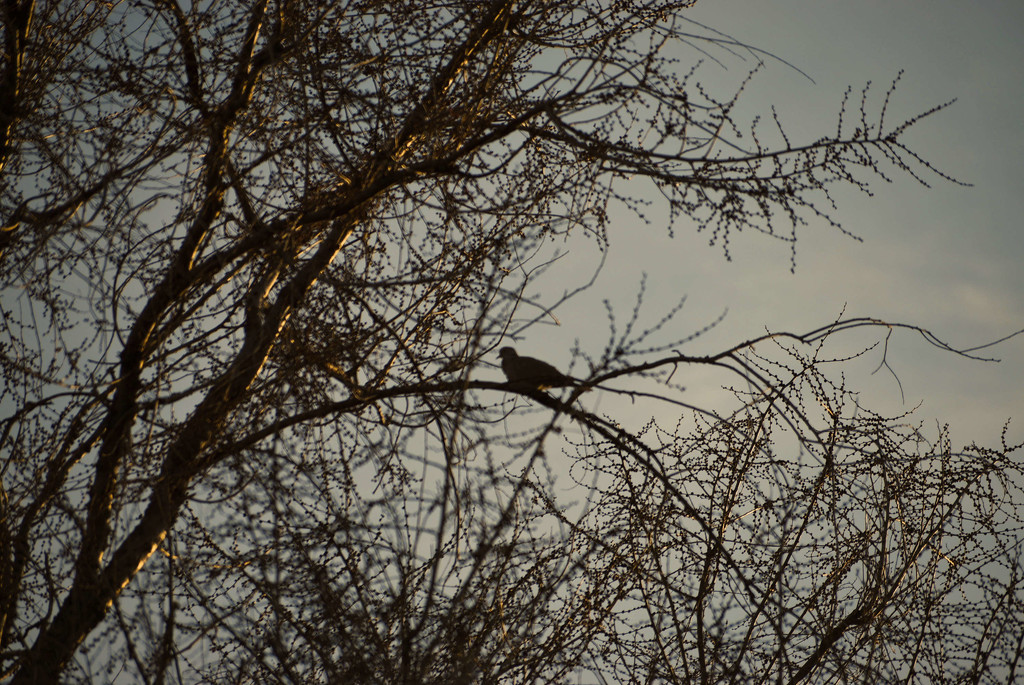 Silhouetted Dove by bjywamer