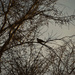 Silhouetted Dove by bjywamer