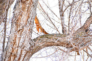 29th Feb 2020 - Abstract (?) Squirrel