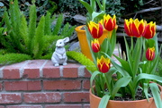 29th Feb 2020 - Last of the Garden Tulips
